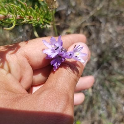 Dichelostemma capitatum, photographed by James C. Davis