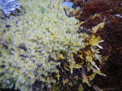 Niphotrichum elongatum, photographed by humon