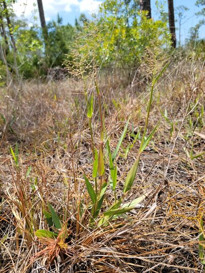 Dichanthelium erectifolium, photographed by Jay Horn