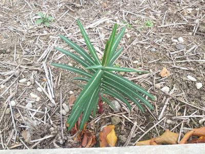 Euphorbia lathyris, photographed by Rob Cruickshank