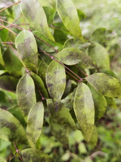 Mouriri tuberculata, photographed by Eduardo Chacón Madrigal