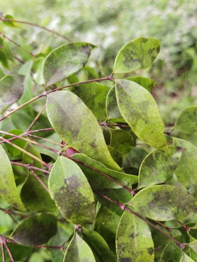 Mouriri tuberculata, photographed by Eduardo Chacón Madrigal
