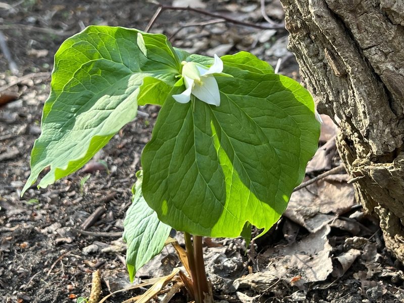 Trillium tschonoskii, photographed by ITÔ, Hiroki