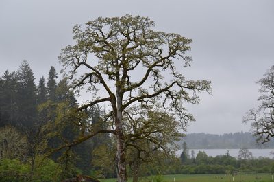 Quercus garryana, photographed by Liam Steele