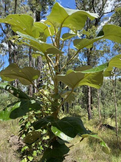 Astrotricha cordata, photographed by Martin Hannan-Jones