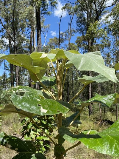 Astrotricha cordata, photographed by Martin Hannan-Jones