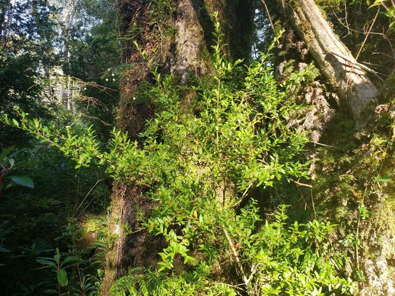 Myrceugenia parvifolia, photographed by Cesar Ormazabal