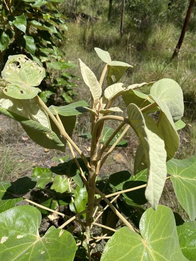 Astrotricha cordata, photographed by Martin Hannan-Jones