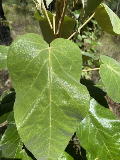 Astrotricha cordata, photographed by Martin Hannan-Jones