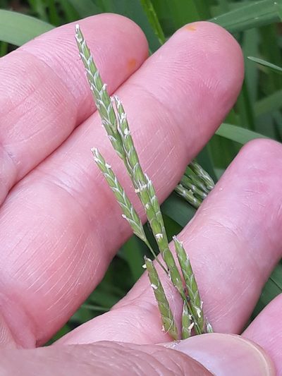 Glyceria notata, photographed by Karim Haddad