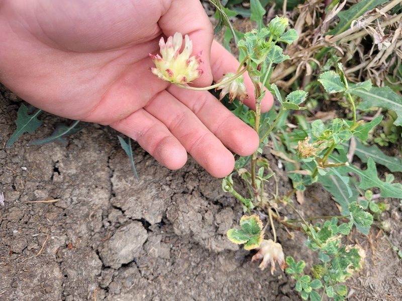 Trifolium fucatum, photographed by Konshau Duman