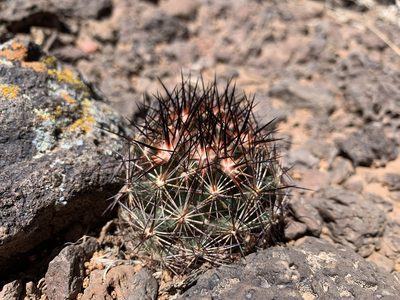 Pelecyphora vivipara, photographed by mark-groeneveld