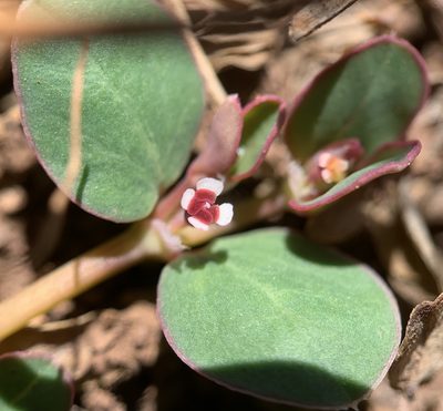 Euphorbia albomarginata, photographed by mark-groeneveld