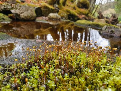 Rhizomnium punctatum, photographed by Jonathan Hughes