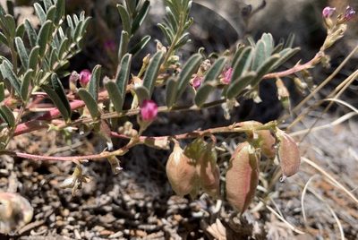 Astragalus wootonii, photographed by mark-groeneveld