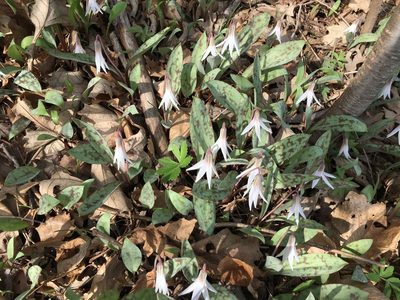 Erythronium albidum, photographed by Marj H.