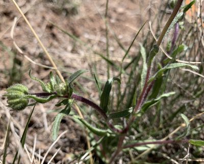 Layia glandulosa, photographed by mark-groeneveld