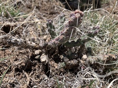 Cylindropuntia whipplei, photographed by mark-groeneveld