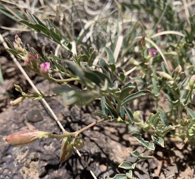 Astragalus wootonii, photographed by mark-groeneveld