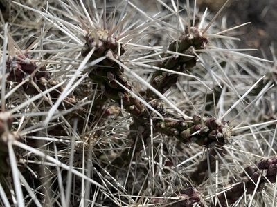 Cylindropuntia whipplei