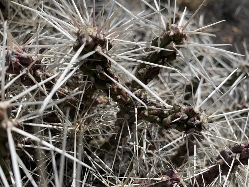Cylindropuntia whipplei, photographed by mark-groeneveld