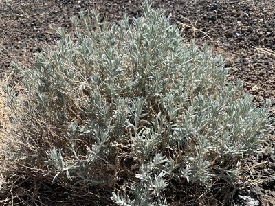 Krascheninnikovia ceratoides, photographed by mark-groeneveld