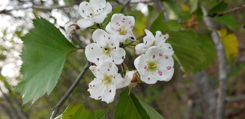 Crataegus coccinea, photographed by dande