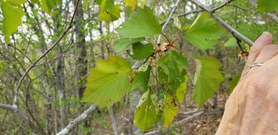 Crataegus coccinea, photographed by dande
