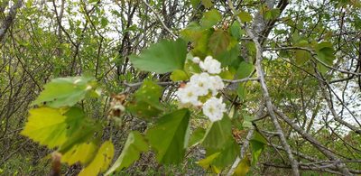 Crataegus coccinea, photographed by dande