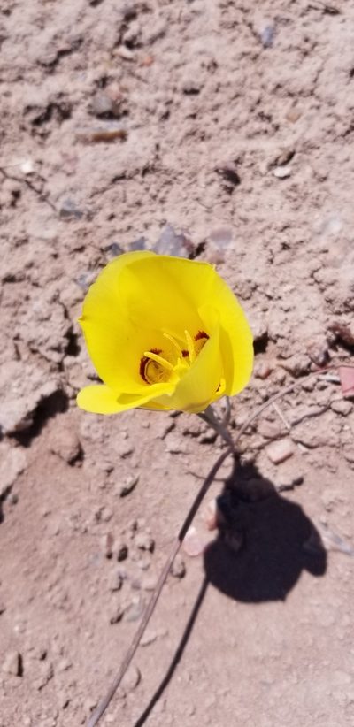 Calochortus aureus, photographed by Jack Byrley