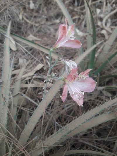 Alstroemeria marticorenae, photographed by David Gutiérrez