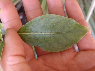 Coprosma tenuifolia, photographed by Oscar Dove