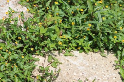 Acmella repens, photographed by Rich Sommer