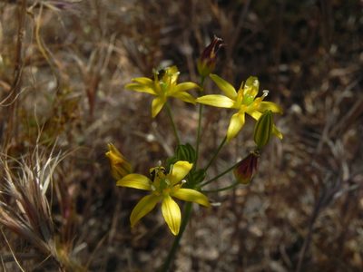 Bloomeria clevelandii, photographed by James C. Davis