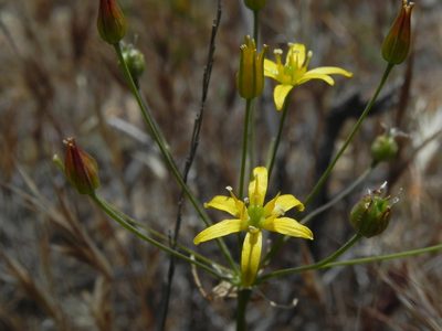 Bloomeria clevelandii, photographed by James C. Davis