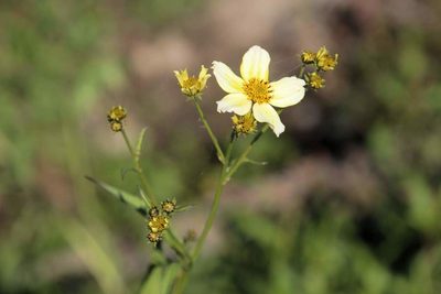 Bidens aurea, photographed by Cesar Ormazabal