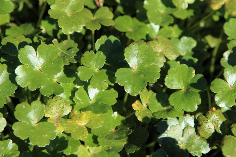 Hydrocotyle ranunculoides, photographed by Cesar Ormazabal