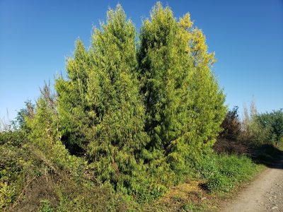 Salix humboldtiana, photographed by Cesar Ormazabal
