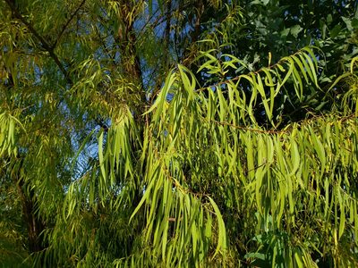Salix humboldtiana, photographed by Cesar Ormazabal