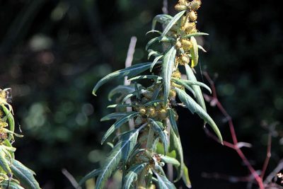 Xanthium spinosum, photographed by Cesar Ormazabal