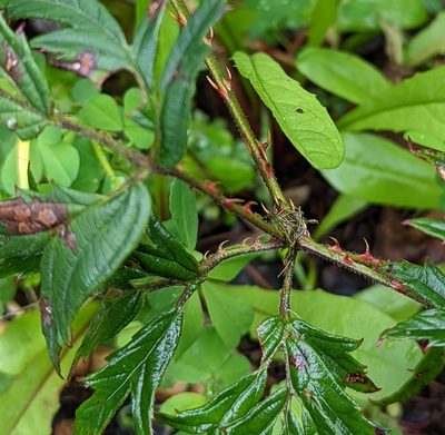 Rubus ulmifolius, photographed by Logan J.L. Bradley