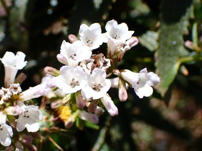Eriodictyon californicum, photographed by Cricket Raspet