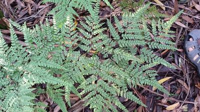 Adiantum formosum, photographed by Peter Crowcroft