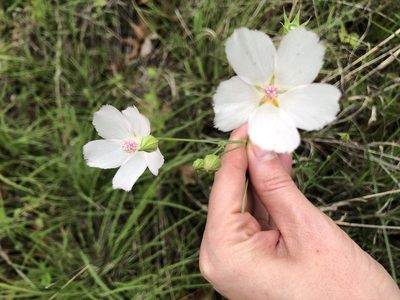 Callirhoe pedata, photographed by Samantha Knight
