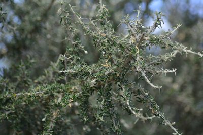 Morisonia atamisquea, photographed by veonatura