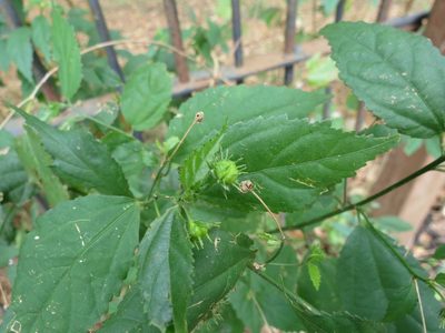 Pavonia sepium, photographed by Cecilia C. Morgan