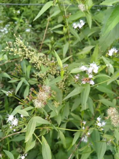 Chromolaena christieana, photographed by Patricio Cowper Coles
