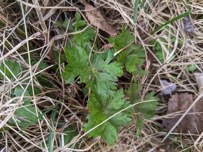 Geranium erianthum, photographed by Alexandria 'Alex' Wenninger