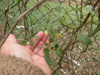 Salpichroa origanifolia, photographed by Cecilia C. Morgan