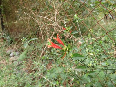 Dicliptera squarrosa, photographed by Cecilia C. Morgan